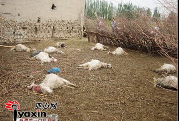 野狗接连咬死34只羊被民警击毙