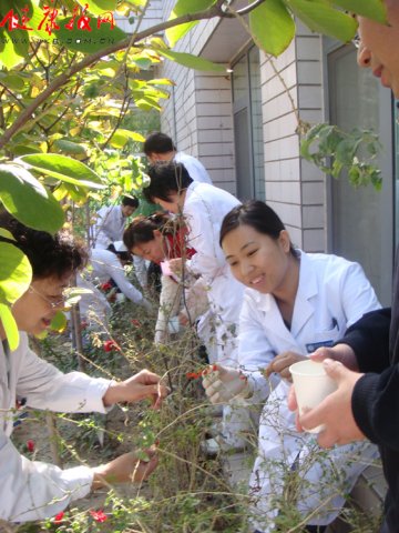 北京大学人民医院中医科建立的中药教学生态园喜获丰收