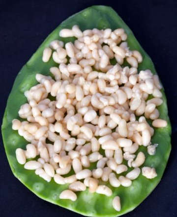 一生必尝20种奇怪食物