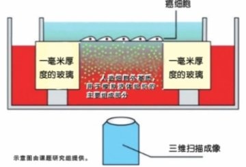 我科学家构建肿瘤细胞侵袭组织三维模型 有望揭示癌细胞转移机制
