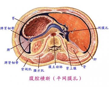 腹腔横断面
