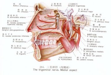 三叉神经（内侧面）