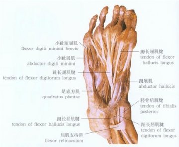 人体的12个“缺陷” 你发现了吗