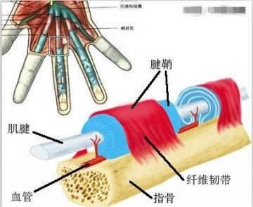 女子疯狂“打飞机” 拇指打出腱鞘炎