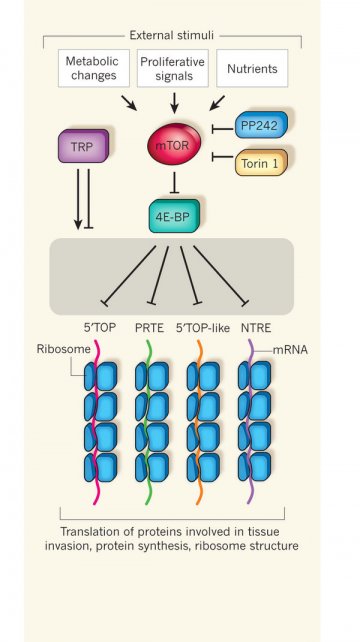 Nature：mTOR信号作用的机制