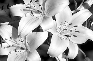 《本草纲目》中的花