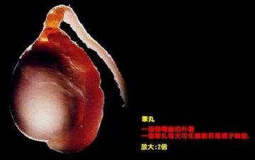 揭秘人类生命诞生全程