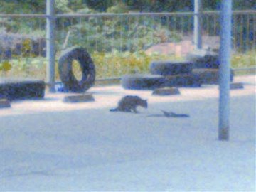 两只猫和一条蛇激战20分钟