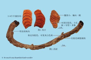 鸡血藤（Jixueteng）中药材鉴别照片