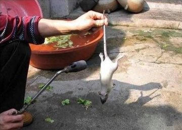 黑幕：死老鼠变身乳鸽