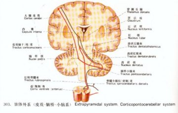 锥体外系（皮质--脑桥--小脑系）