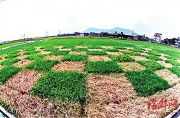 媒体称10省市有转基因试验田 植物种类40种以上