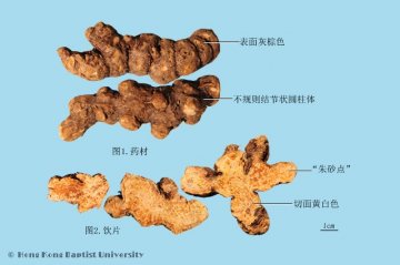 苍术（Cangzhu）中药材鉴别照片