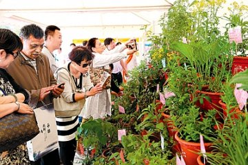 走进中医药文化节