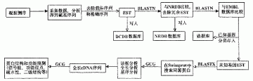 人树突状细胞cDNA质粒文库的构建及其大规模随机测序体系的建立①