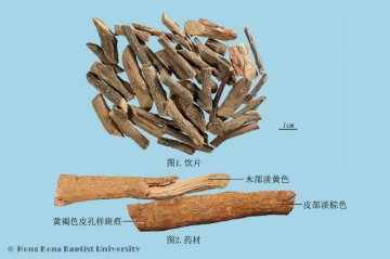 两面针（Liangmianzhen）中药材鉴别照片
