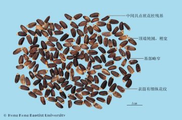 水飞蓟（Shuifeiji）中药材鉴别照片