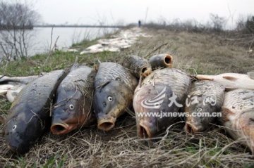 数万公斤鱼集体死亡疑因被人投毒