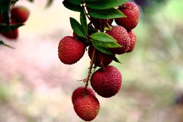 6个食疗妙方除口臭