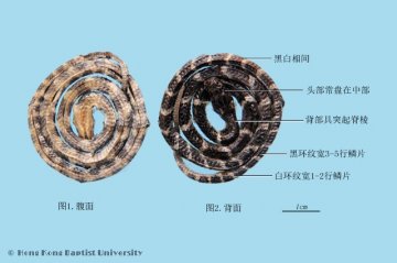 金钱白花蛇（Jinqianbaihuashe）中药材鉴别照片