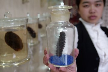 秋吃海参帮您润肺补肾