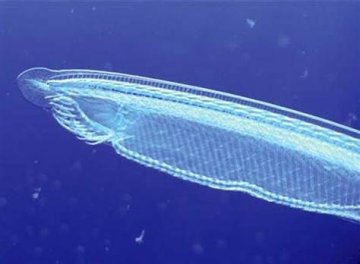 研究称5亿年前生物DNA错误复制促成人类