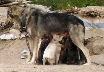 母狗当上猪妈妈 小狗小猪似亲姐妹