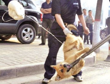 应对狂犬病 四川颁布“杀狗令”