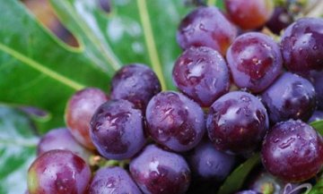 补血补气 这9种食物最管用