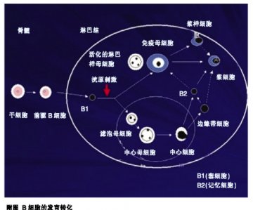 B淋巴细胞，分化过程决定淋巴瘤类型（二）