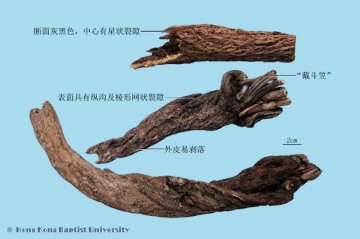 漏芦（Loulu）中药材鉴别照片