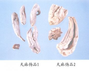 天麻伪品（1）--紫茉莉（Zimoli）