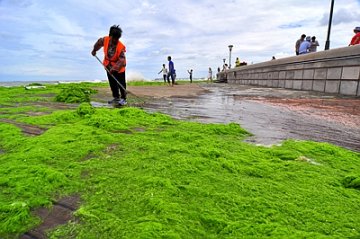 “灿鸿”过境 浒苔上滩