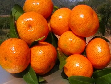 秋季5大最给力的蔬果 桔子浑身是宝
