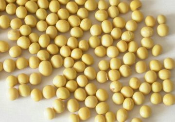 怎样判别食品是否是转基因食品？