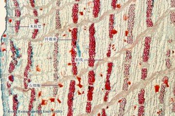 关黄柏（Guanhuangbai）中药材横切面显微鉴别照片