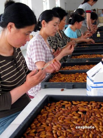 业内人士：冬虫夏草价格贵过黄金疑是炒作