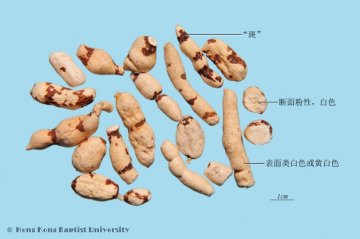 甘遂（Gansui）中药材鉴别照片