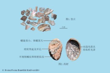 石决明（Shijueming）中药材鉴别照片