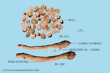 板蓝根（Banlangen）中药材鉴别照片