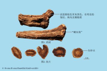 木香（Muxiang）中药材鉴别照片