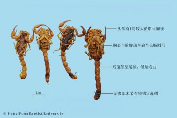 全蝎（Quanxie）中药材鉴别照片