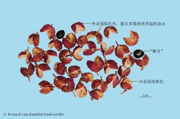 花椒（Huajiao）中药材鉴别照片