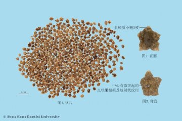 地肤子（Difuzi）中药材鉴别照片