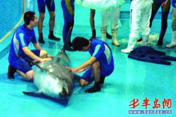 海豚表演时跃出水池将驯养师顶飞