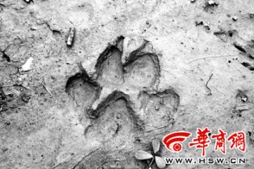 陕西安康村民称村中有狼出现 脚印清晰可见