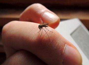 人体皮肤自身可分泌一种“隐形”在蚊子世界的化合物