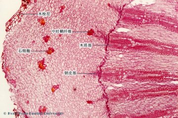 黄连（Huanglian）中药材横切面显微鉴别照片