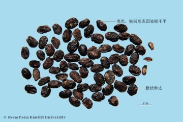 淡豆豉（Dandouchi）中药材鉴别照片