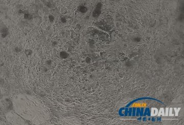 科学家用干细胞培育出跳动的心脏